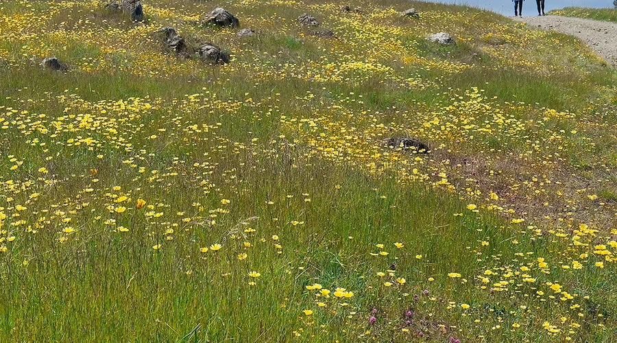 April Wildflowers Are Here! 🌼