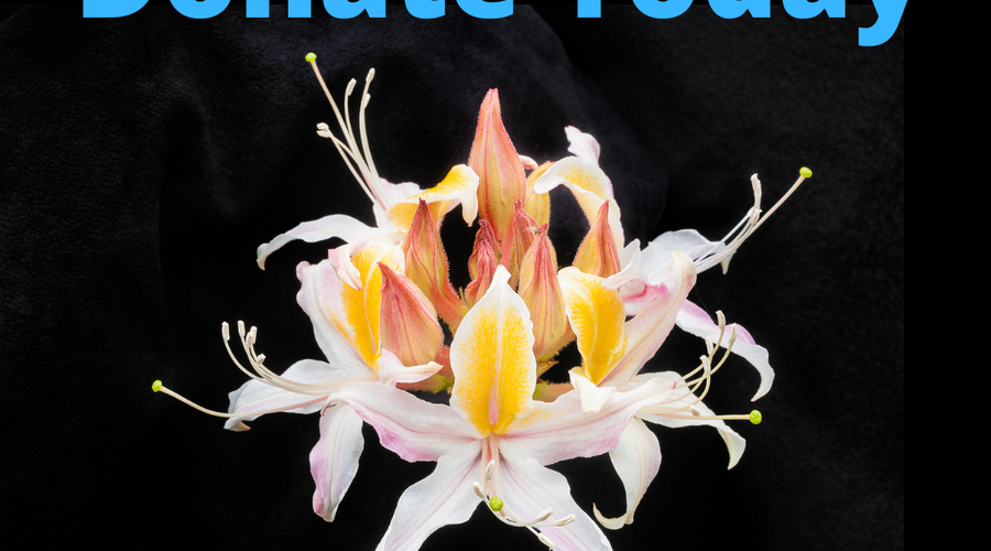 THE GIVING SEASON: HAVE YOU EVER THOUGHT OF SUPPORTING A CREATIVE AND INSPIRING DREAM?