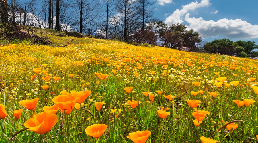 North Bay photographers’ new book captures diversity of native flowers, encourages conservation