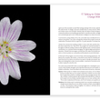 Load image into Gallery viewer, Deluxe Limited Edition Book with Archival Print of Hummingbird