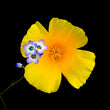 Load image into Gallery viewer, Deluxe Limited Edition Book with Archival Print of Hummingbird