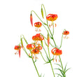 Load image into Gallery viewer, Deluxe Limited Edition Book with Archival Print of Hummingbird