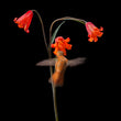 Load image into Gallery viewer, Deluxe Limited Edition Book with Archival Print of Hummingbird