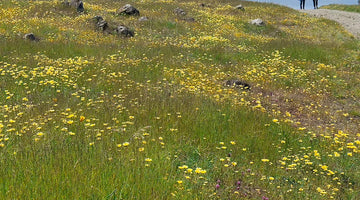 April Wildflowers Are Here! 🌼