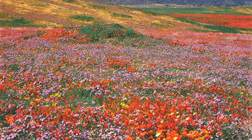 California’s wildflower blooms: 27 years of photos track the changing climate