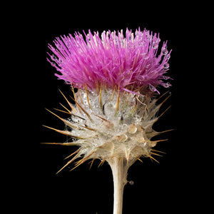 Deluxe Limited Edition Book with Archival Print of Super Bloom Landscape