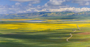 Deluxe Limited Edition Book with Archival Print of Super Bloom Landscape